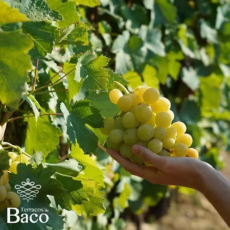 Terraços De Baco * Ribalonga